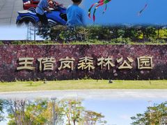 -王借岗森林公园