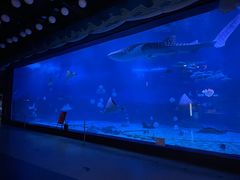 -烟台海昌鲸鲨海洋公园