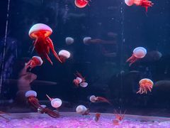 -欢乐海岸海洋奇梦馆