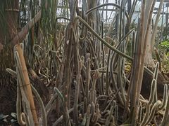 -南山植物园