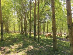 -蒲河岛湿地公园