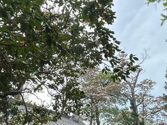-青岛崂山太清宫