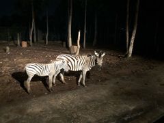 -清迈夜间动物园