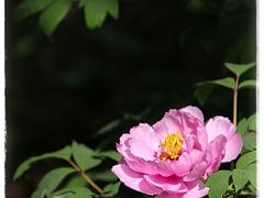 -仙合盛东北铁锅炖(总店)
