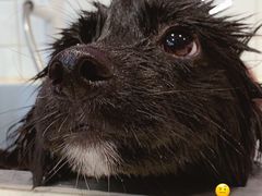 -Oh My Dog宠物沙龙(伊珊娜皮毛护理店)