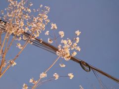 -顾村公园