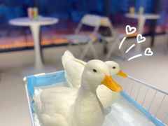 -怪兽屋·羊驼·猫咖·狗咖(俊华广场店)