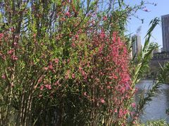 -重庆彩云湖湿地公园