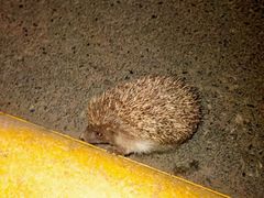 -红蜡烛-养生粥-津鲁菜(中山路店)