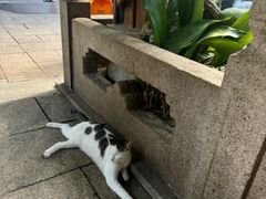 -龙华素斋(龙华路店)