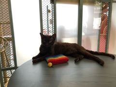 -喵屿·大理花园猫咖