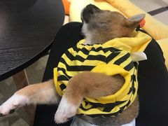 -逗柴咖啡屋·狗咖猫咖宠物桌游