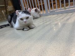 -藏猫猫咖啡主题馆(中央大道店)
