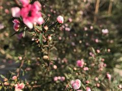 -中国科学院华南植物园