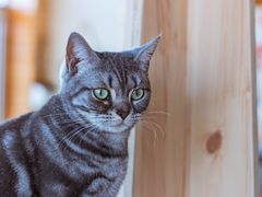 -猫的茶·猫咖