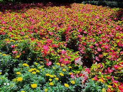 -黑龙江省森林植物园
