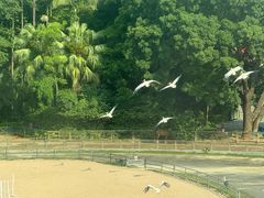-深圳野生动物园