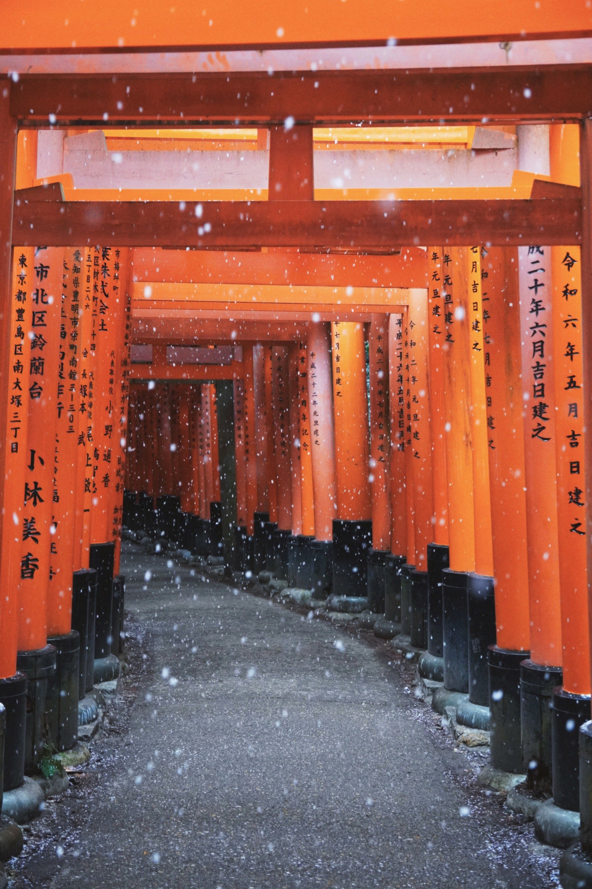 京都大雪 千本鸟居又浪漫了⛩️