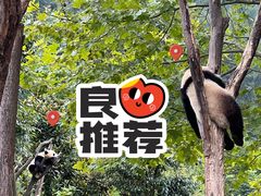 -卧龙中华大熊猫苑神树坪基地