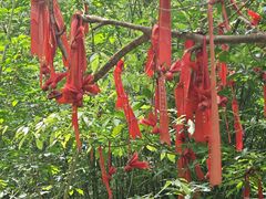 -广州白江湖森林公园