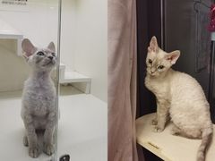 -十年猫舍·猫咪专门店(普陀店)