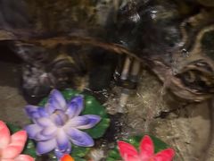 -泰馨玺·正宗泰式按摩SPA(石皮路店)