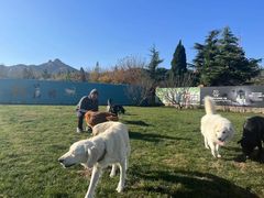 -趣玩宠物乐园寄养训犬训狗游泳池