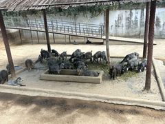 -深圳野生动物园