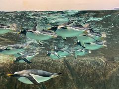 -成都浩海立方海洋公园