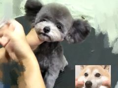 -沐沐家宠物(成寿寺店)