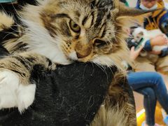 -COLOR PETS 撸猫馆·购猫·猫咖(长风大悦城店)