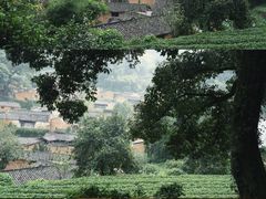 -杨家堂村