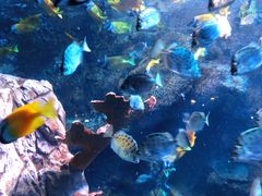 -太平洋海底世界