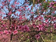 -重庆彩云湖湿地公园