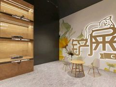 -欣宠猫屋·矮脚拿破仑·蓝金金渐层