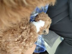 -利又安动物医院··老年病·猫科犬科·中兽医