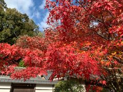 -西芳寺(苔寺)