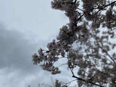 -高东镇樱花园