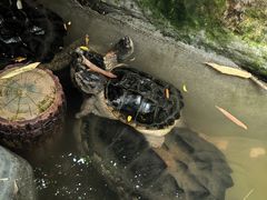 -大连森林动物园