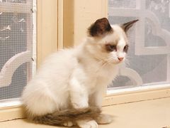 -猫小院猫主题餐厅(南锣旗舰店)