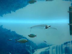 -多彩贵州城极地海洋世界