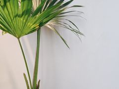 -长春藤咖啡(北园店)