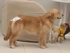 -怪兽屋·羊驼·猫咖·狗咖(俊华广场店)