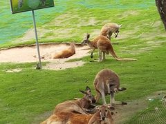 -西霞口神雕山野生动物世界