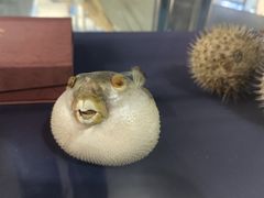 -上海海洋大学鱼文化博物馆(军工路校区)