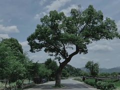 -龙坞茶村