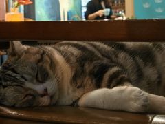 -咖法森林·咖啡  酒吧(天河店)