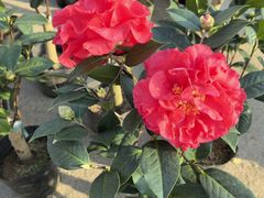 -李村大集