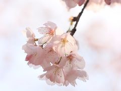 -杭州植物园