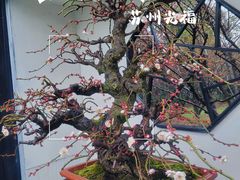 -香雪海